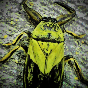 June bug 1